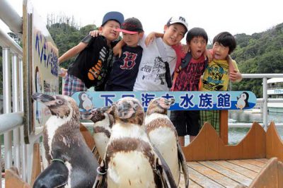 ペンギンのお散歩始めました。
