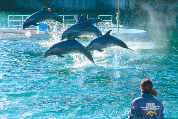 驚きの近さと感動を ショープログラムリニューアル 3月15日スタート 下田海中水族館