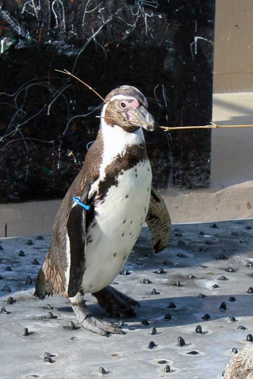 フンボルトペンギンの巣作り フンボルトペンギンの巣作り