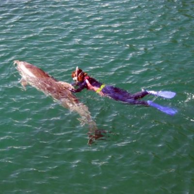 Dolphin-snorkel