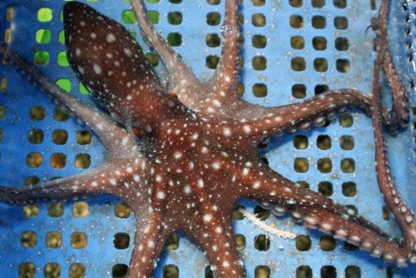 頑張れ受験生 タコも応援 下田海中水族館