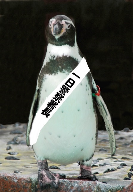 1月10日は110番の日 フンボルトペンギンが1日警察署長 下田海中水族館