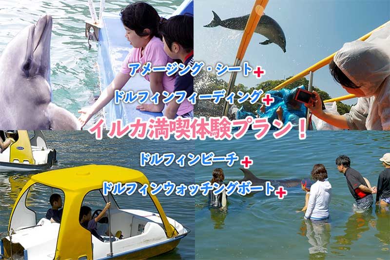 base4-3 平日限定!イルカ満喫体験プラン