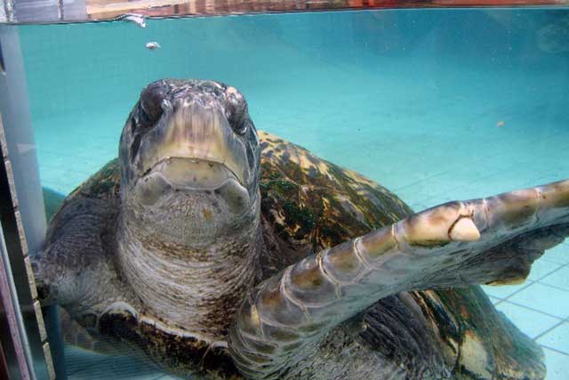 重量 ウミガメの体重測定とお引越し 下田海中水族館