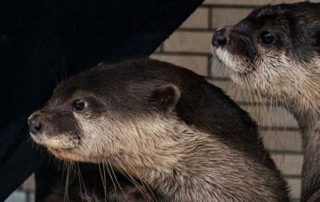 カワウソのマメタ&ワサビ