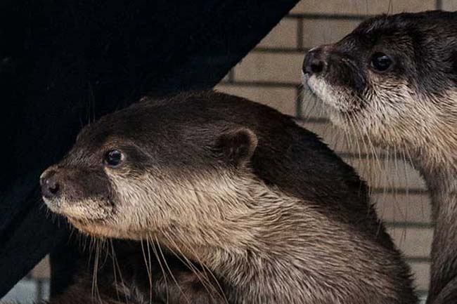 5月の最終水曜日は世界かわうその日 下田海中水族館