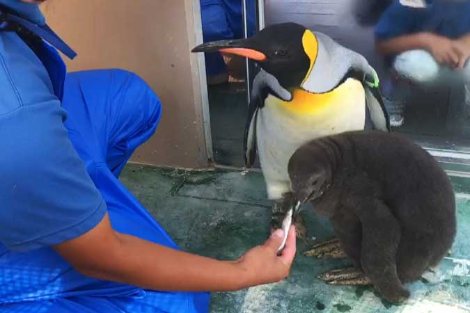 オウサマペンギンのひな 係員からのエサ食べ公開 下田海中水族館