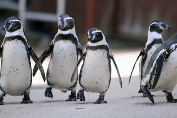 ペンギンのお散歩始めました 下田海中水族館