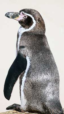 ペンギンのお散歩始めました 下田海中水族館