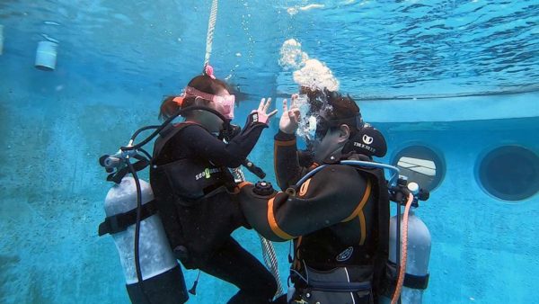 ドルフィンダイビング カマイルカが泳ぐマリンスタジアムで体験