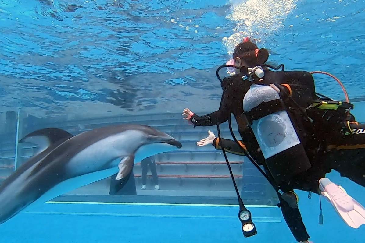 オーダー用】単品不可 白イルカ カッティングダイ 水族館