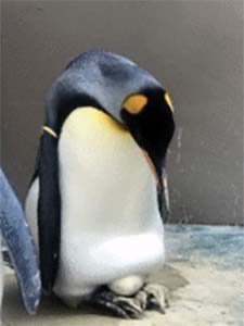 オウサマペンギンの産卵 下田海中水族館
