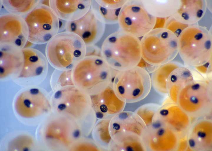 ダンゴウオの展示開始 4 下田海中水族館 ダンゴウオの展示開始 4 下田海中水族館