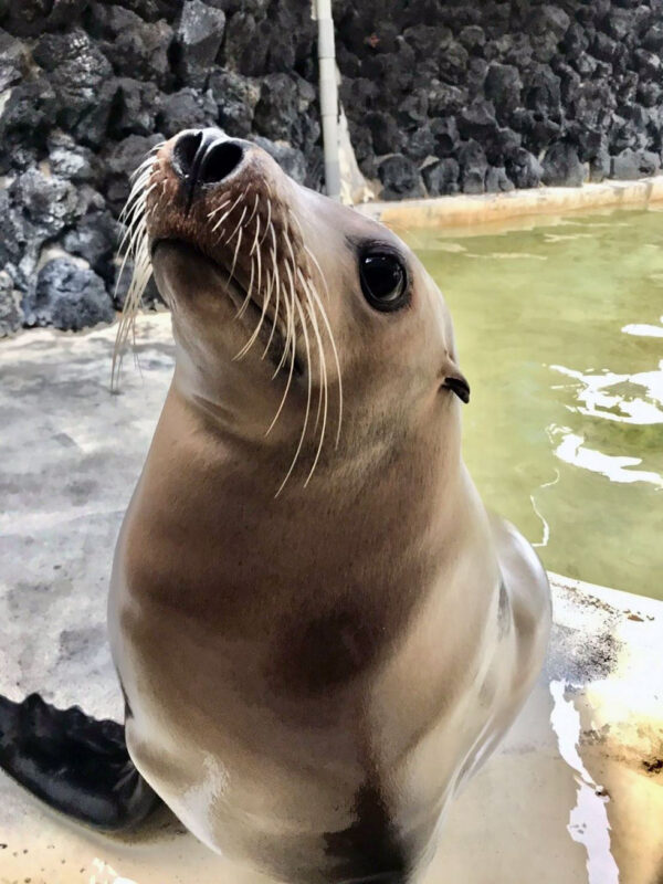 アシカ | 下田海中水族館