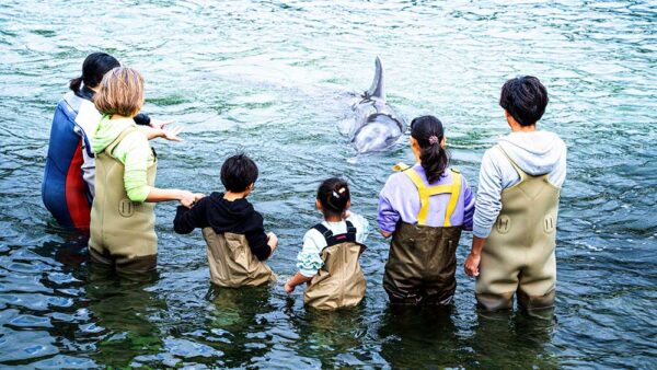 イルカと遊ぼう！ドルフィンビーチ | 下田海中水族館