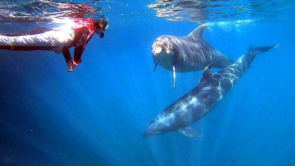 イルカと遊ぼう！ドルフィンスノーケル | 下田海中水族館