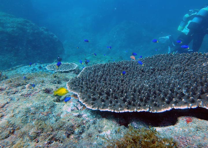 伊豆半島のサンゴの写真 
