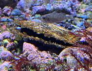 image002 貝について知ってるかい