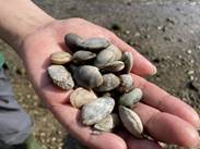 image004 貝について知ってるかい