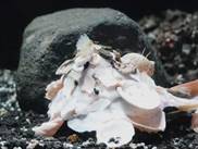 image010 貝について知ってるかい