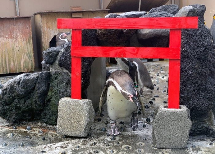 ペンギンと初詣！