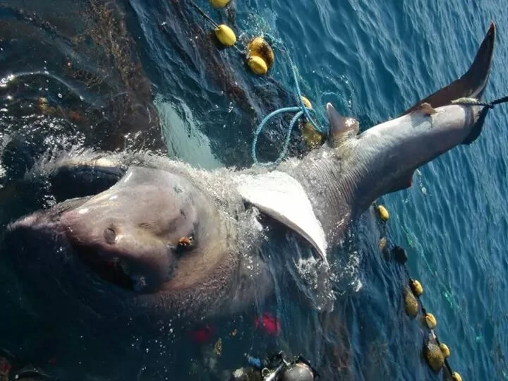富戸の定置網で混獲されたメガマウスザメ