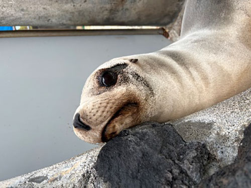 ヒレアシ展開始