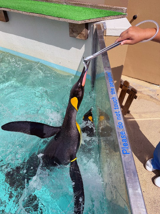 オウサマペンギンに餌やり体験