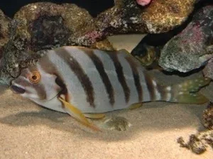 タカノハダイ タカノハダイ