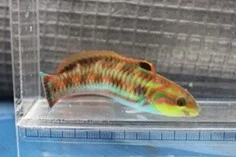 ニシキベラ ニシキベラ