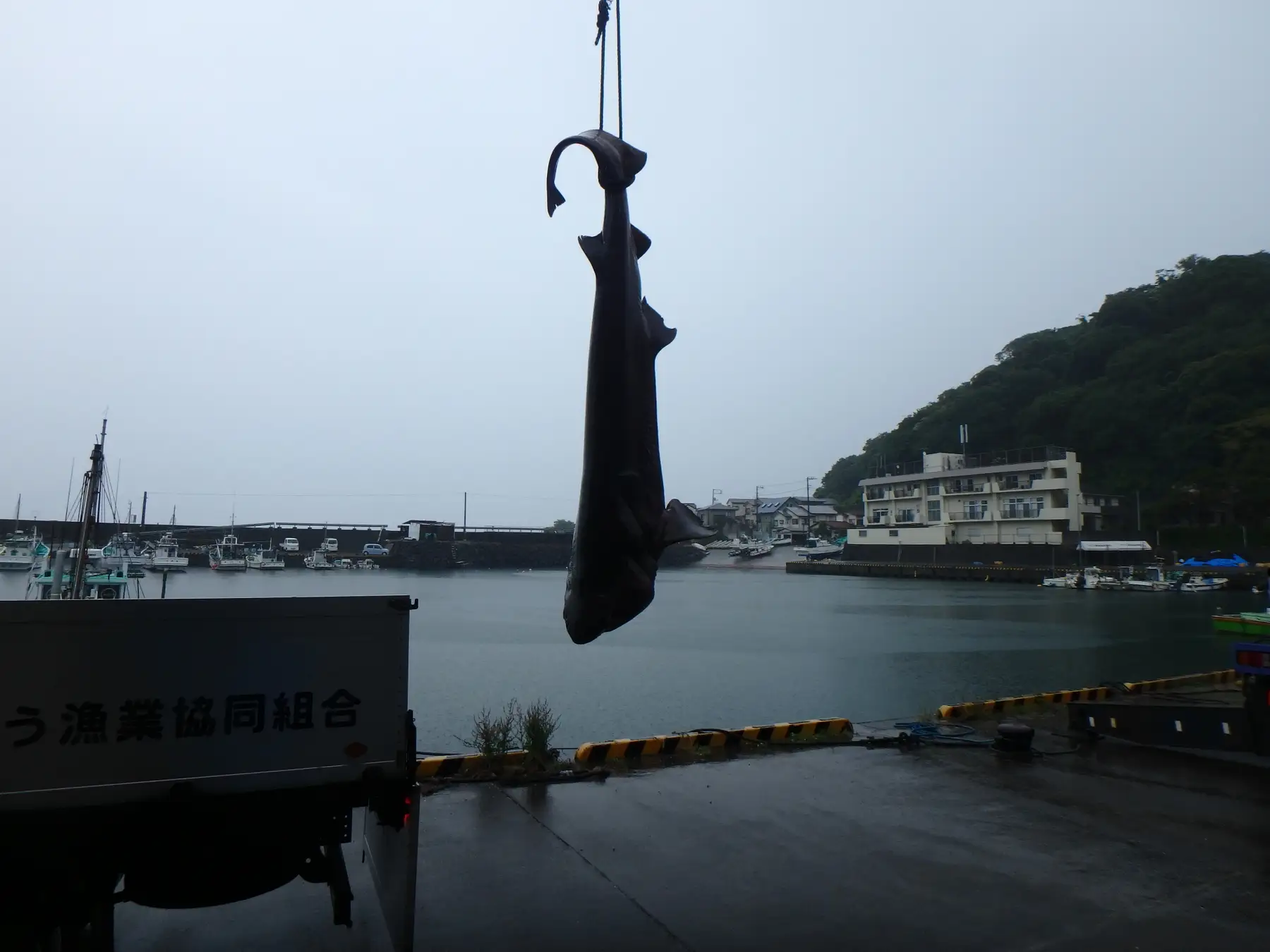 川奈の定置網で混獲されたカグラザメ