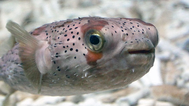 エイプリルフール展-1 ハリセンボン