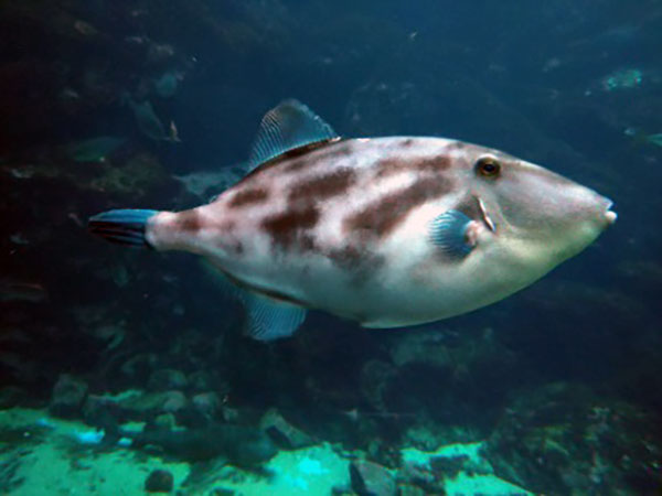 hagi干支展更新版-3 ウマヅラハギ