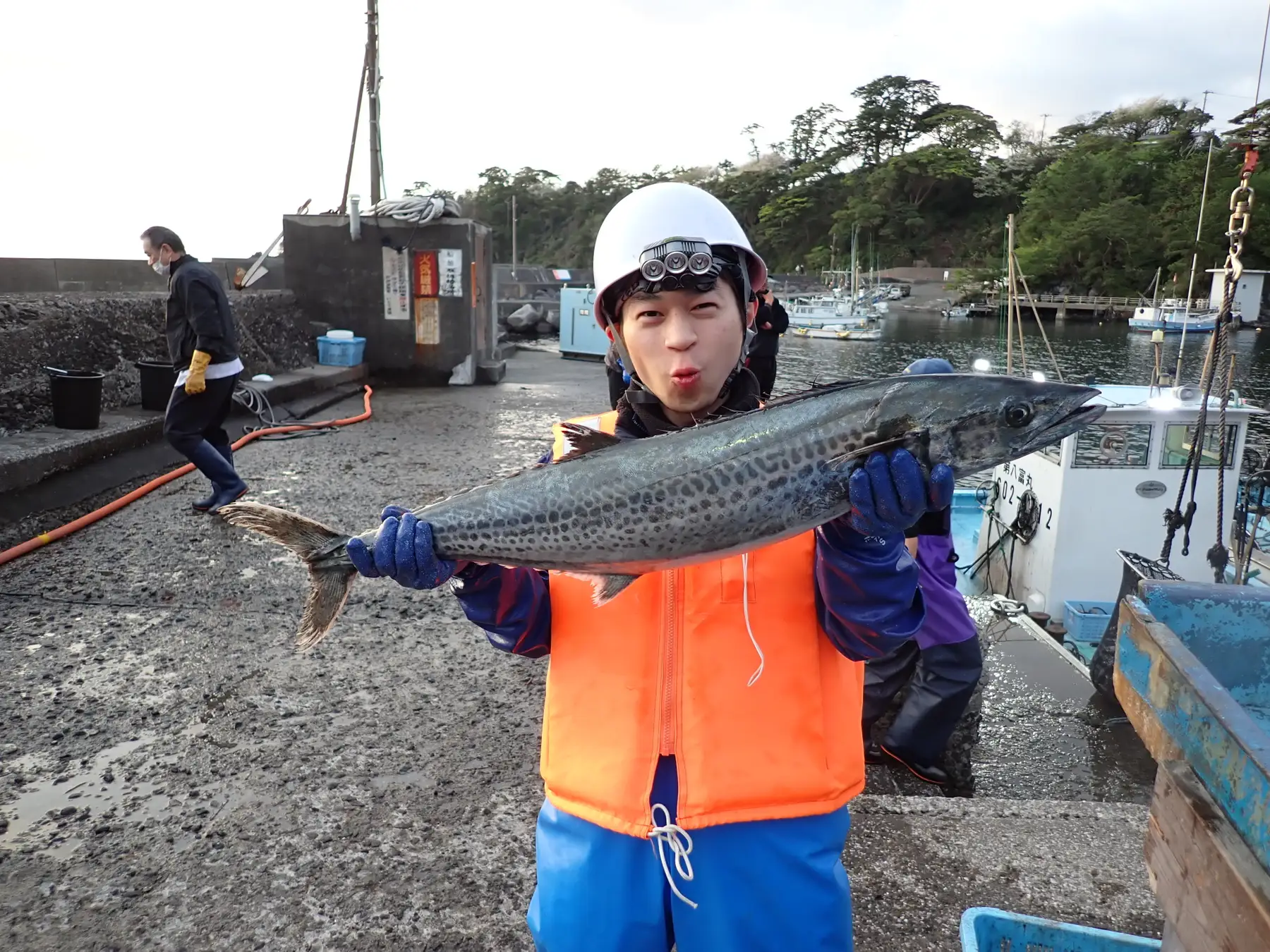 富戸定置網で水揚げされたサワラ