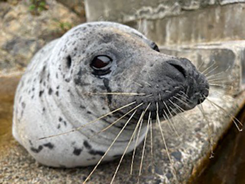 ヒレアシ展開始