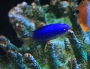 ソラスズメダイ ソラスズメダイ