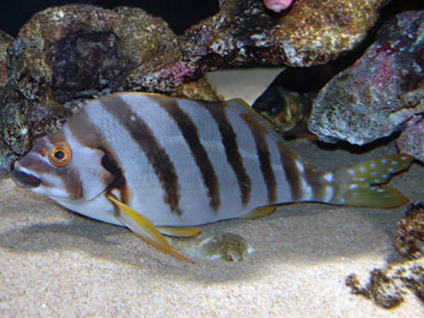 takanohadai-1 タカノハダイ