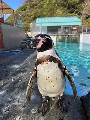 ペンギンと記念撮影-3 至近距離でペンギンと記念撮影