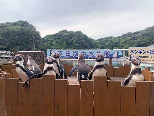ペンギンと記念撮影-1 至近距離でペンギンと記念撮影