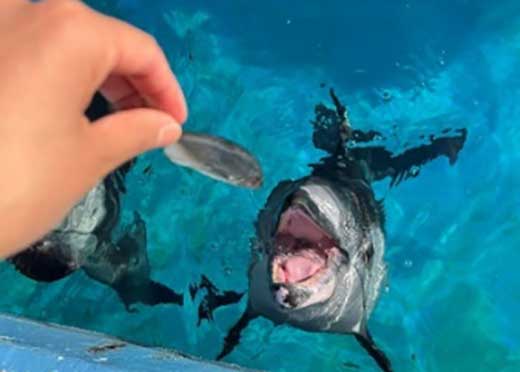 aji-2 生き物たちへの餌やり体験キャンペーン