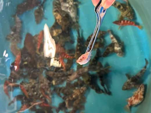 aji-3 生き物たちへの餌やり体験キャンペーン