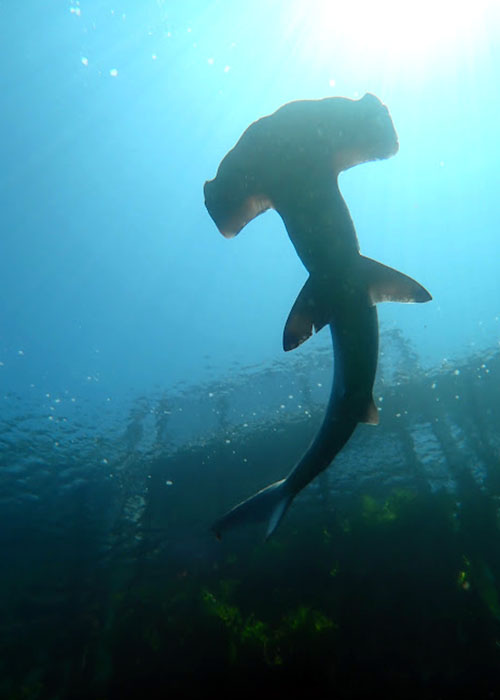 Hammerhead shark0