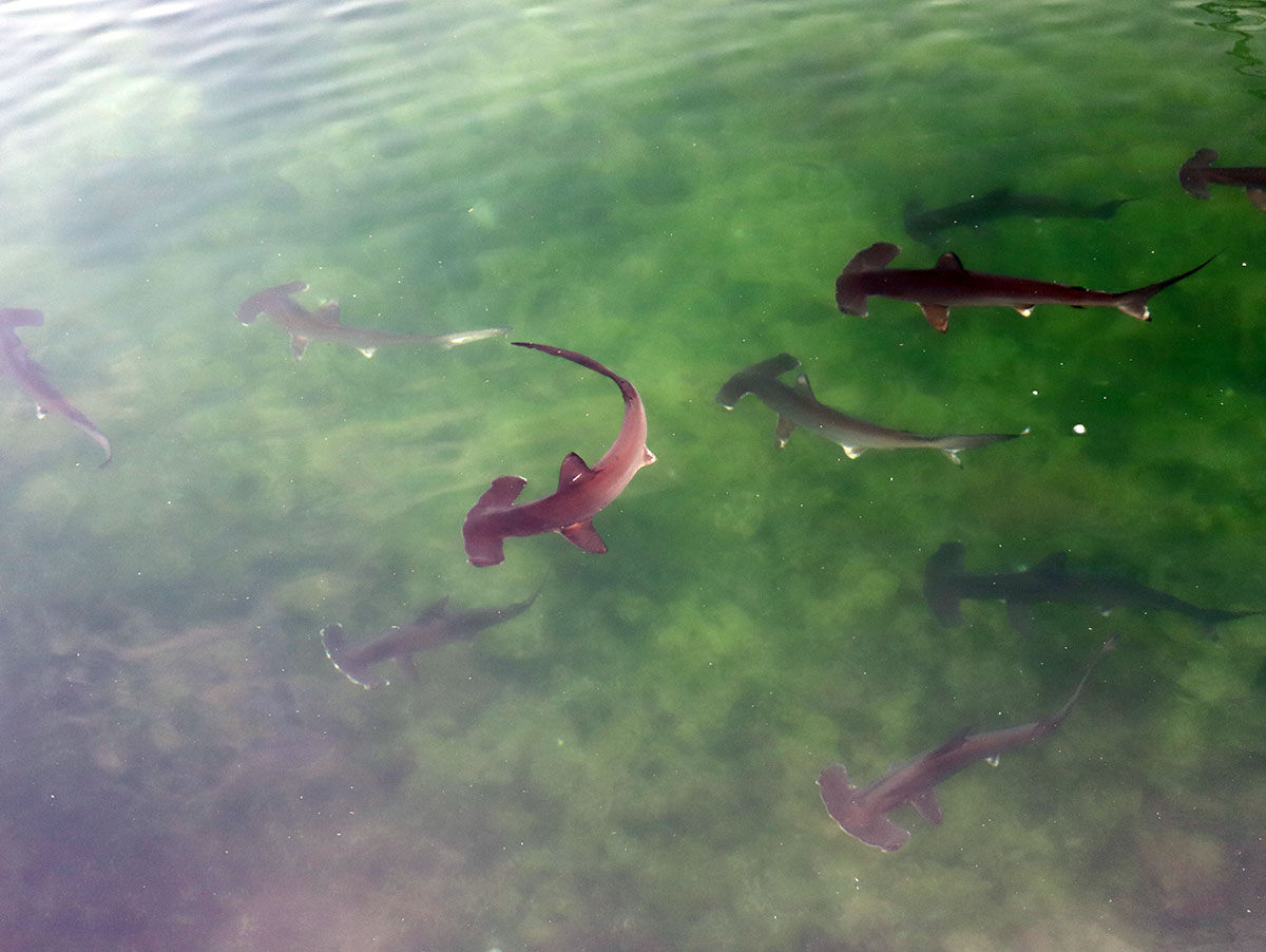 Hammerhead shark