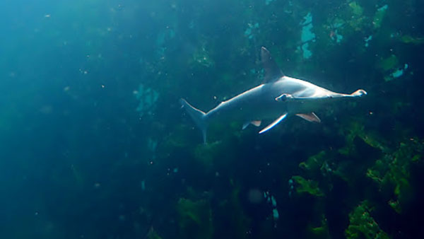 Hammerhead shark1