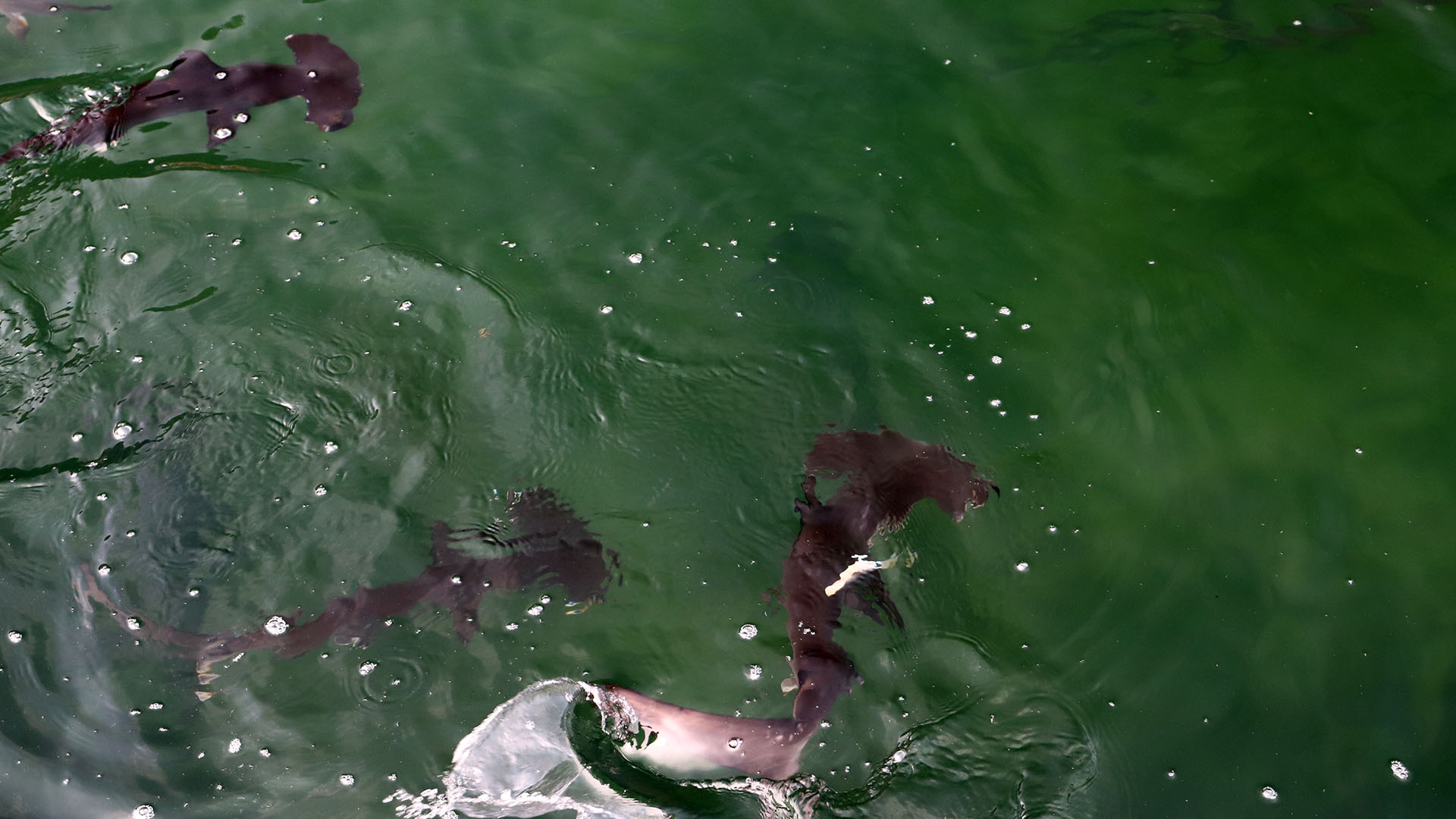 Hammerhead shark3