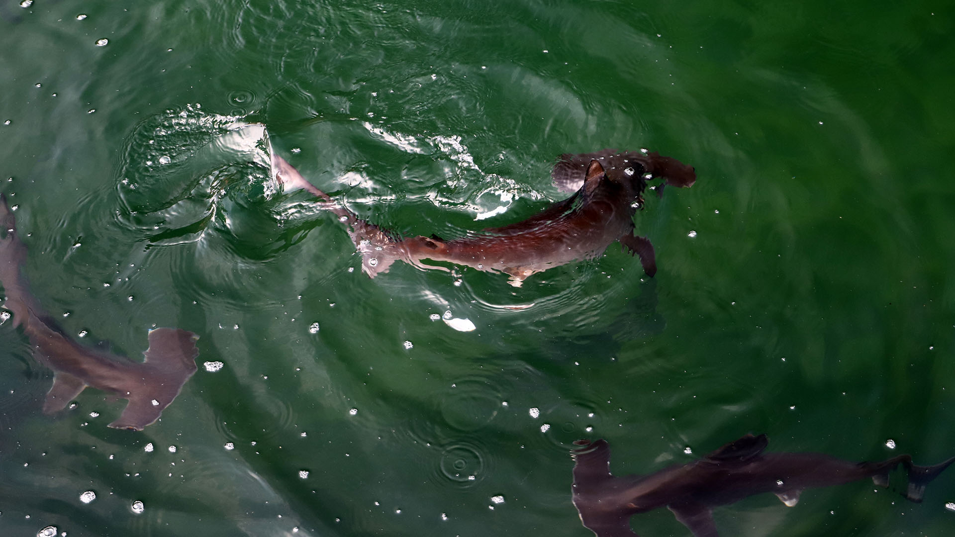 Hammerhead shark4