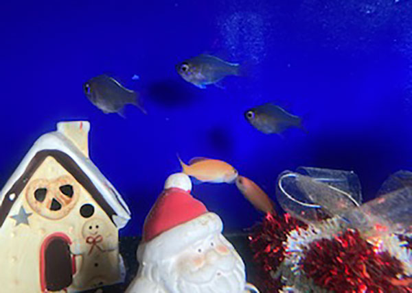 クリスマス展示–1 クリスマスに彩って