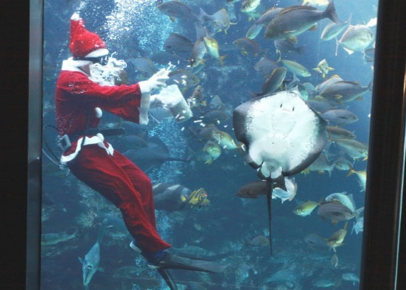 サンタダイバー-2 サンタダイバー登場