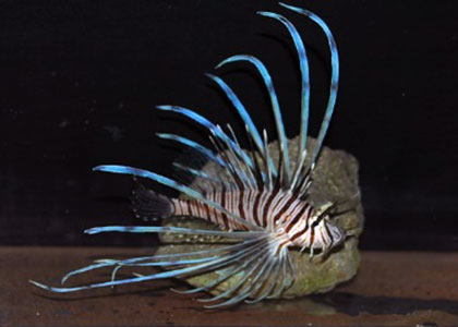 海に咲く花-3 ハナミノカサゴ