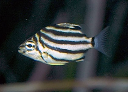 海に咲く花-5 カゴカキダイ